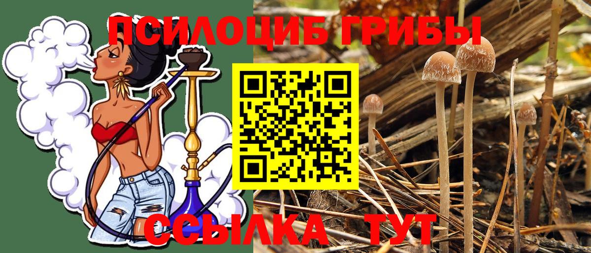 Псилоцибиновые грибы Psilocybine cubensis Нововоронеж